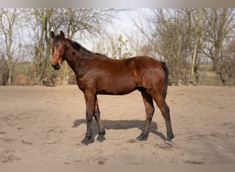 Cavallo sportivo polacco, Stallone, 1 Anno, 171 cm, Baio