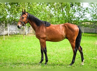 Cavallo sportivo polacco, Stallone, 1 Anno, Baio