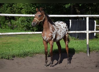 Cavallo sportivo polacco, Stallone, 2 Anni, 163 cm, Leopard
