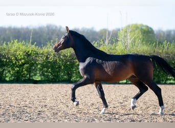 Cavallo sportivo polacco, Stallone, 2 Anni, 167 cm, Baio