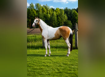 Cavallo sportivo polacco, Stallone, 2 Anni, 170 cm, Pelle di daino