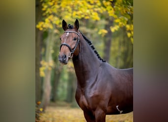 Cavallo sportivo polacco, Stallone, 2 Anni, Baio scuro