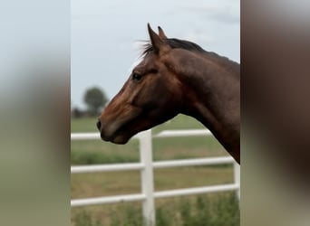 Cavallo sportivo polacco, Stallone, 4 Anni, 167 cm, Baio
