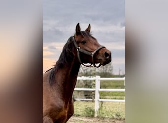 Cavallo sportivo polacco, Stallone, 4 Anni, 167 cm, Baio
