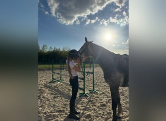 Cavallo sportivo polacco, Stallone, 5 Anni, 165 cm, Grigio