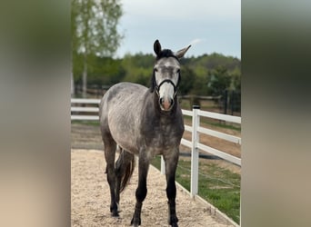 Cavallo sportivo polacco, Stallone, 5 Anni, 165 cm, Grigio