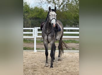 Cavallo sportivo polacco, Stallone, 5 Anni, 165 cm, Grigio