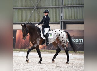 Cavallo sportivo polacco, Stallone, 5 Anni, 175 cm, Leopard