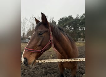 Cavallo sportivo polacco, Stallone, 6 Anni, 160 cm, Baio