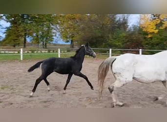 Cavallo sportivo polacco, Stallone, Puledri (05/2025), 170 cm, Grigio ferro