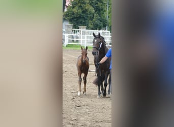 Cavallo sportivo polacco, Stallone, Puledri (01/2026), Baio