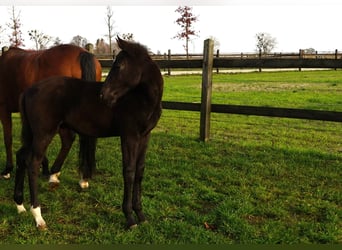Cavallo sportivo polacco, Stallone, Puledri (07/2025), Morello
