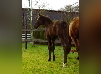 Cavallo sportivo polacco, Stallone, Puledri (07/2025), Morello