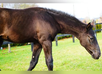 Cavallo sportivo polacco, Stallone, Puledri (07/2025), Morello