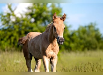 Cavallo sportivo polacco, Stallone, Puledri (05/2026), Sauro