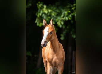 Cavallo sportivo polacco, Stallone, Puledri (06/2026), Sauro