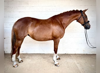 Brits warmbloed, Merrie, 10 Jaar, 161 cm, Donkere-vos, in GRANTHAM, lincs