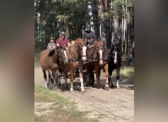 Schweres Warmblut, Wallach, 4 Jahre, 163 cm, Fuchs, in Daleiden