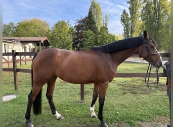 Holstein, Mare, 7 years, 16.1 hh, Brown, in Viernheim