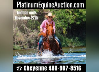 Quarter horse américain, Hongre, 15 Ans, Alezan brûlé, in stephenville TX,