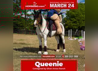 Tinker Mestizo, Yegua, 5 años, 147 cm, in Ocala, FL,