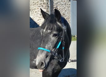 Other Breeds Mix, Mare, 5 years, 14.1 hh, Gray, in Saint hilaire la treille,