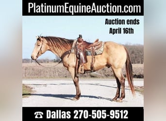 Quarter horse américain, Hongre, 13 Ans, 150 cm, Buckskin, in North Judson IN,