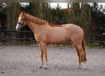 BWP (cheval de sang belge), Jument, 5 Ans, 167 cm, Alezan, in Plzen,