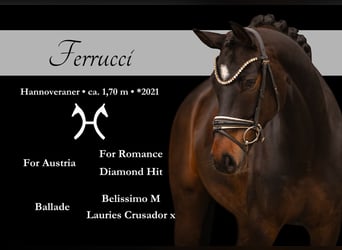 Hannoveriano, Caballo castrado, 5 años, 170 cm, Castaño oscuro, in Wehringen