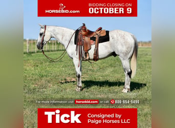American Quarter Horse, Wallach, 10 Jahre, 152 cm, Schimmel, in Amarillo, TX,