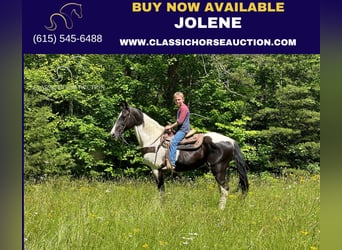 Tennessee walking horse, Merrie, 10 Jaar, 142 cm, Tobiano-alle-kleuren, in Rockholds, KY,