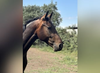 Caballo castrado 3 años