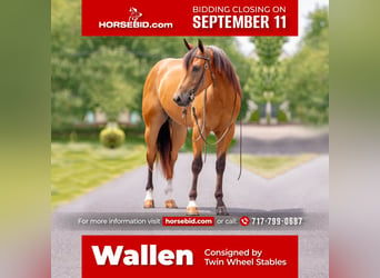 American Quarter Horse, Wallach, 4 Jahre, 155 cm, Buckskin, in New Holland, PA,