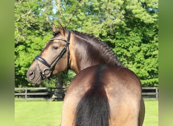 PRE Mix, Wallach, 7 Jahre, 166 cm, Buckskin, in Wildenbruch