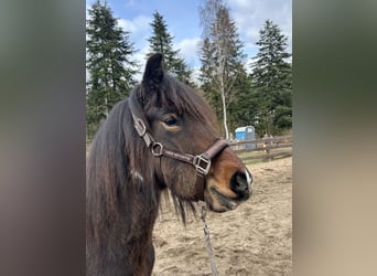 Dolly von der Feenhöhe