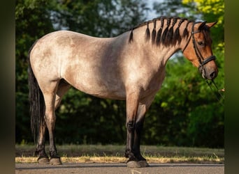 Altri pony/cavalli di piccola taglia, Giumenta, 6 Anni, 150 cm, Roano rosso, in Mez&#x151;hegyes