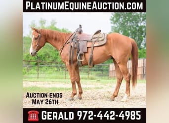 American Quarter Horse, Wallach, 7 Jahre, 147 cm, Rotfuchs, in Savoy, TX,