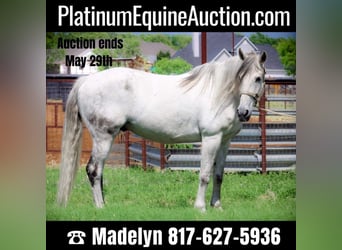 Quarter horse américain, Hongre, 12 Ans, 157 cm, Gris pommelé, in Bluff Dale, TX,