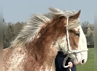 Fabulous Clydesdale Show Quality Filly