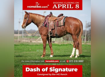 American Quarter Horse, Ruin, 9 Jaar, 155 cm, Roodvos, in Whitesboro, TX,