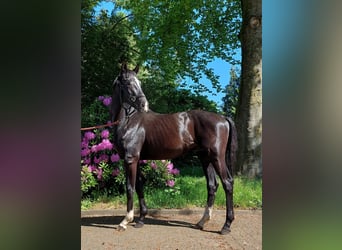 Westfale, Hengst, 2 Jahre, 173 cm, Rappe, in Stieltjeskanaal,