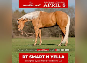 American Quarter Horse, Wallach, 5 Jahre, 157 cm, Palomino, in Weatherford,