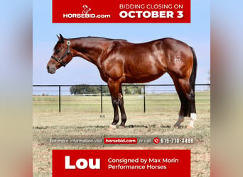 Quarter horse américain, Jument, 7 Ans, 150 cm, Bai cerise, in Valley View, TX,