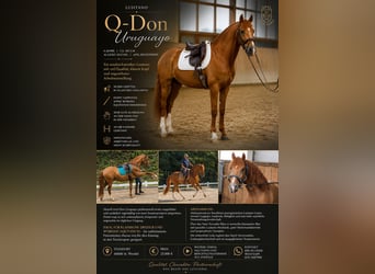 Q-Don Uruguayo