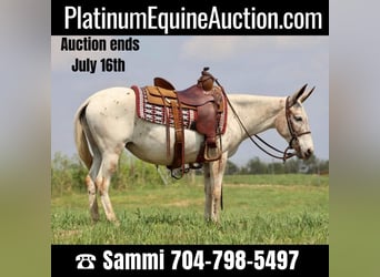 American Quarter Horse, Merrie, 12 Jaar, 137 cm, Donkere-vos, in Brooksville KY,