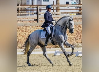 PRE, Stallion, 6 years, 17.2 hh, Gray, in Gandia,