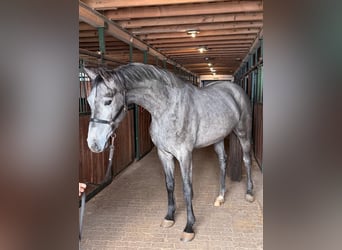Caballo de Holstein, Caballo castrado, 3 años, 170 cm, Tordo, in Murska Soboda