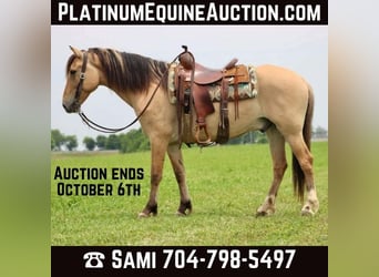 Quarter horse américain, Hongre, 6 Ans, 157 cm, Buckskin, in Brookesville Ky,