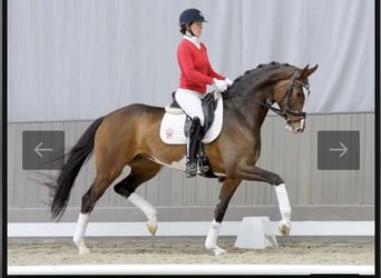 Mare 6 years