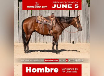 Quarter horse américain, Hongre, 5 Ans, 152 cm, Bai cerise, in Buffalo, MO,